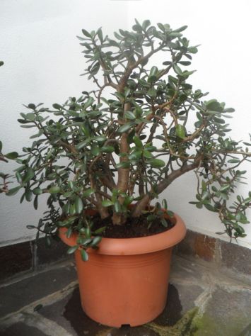 CRASSULA ARBORESCENS - Foto 3