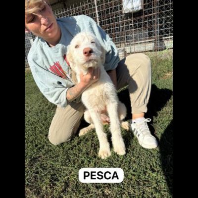 MERAVIGLIOSI CUCCIOLI IN ADOZIONE - Foto 9