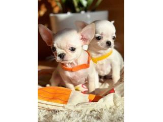 Chihuahua mini toy - Cuccioli piccolissimi, 3 mesi