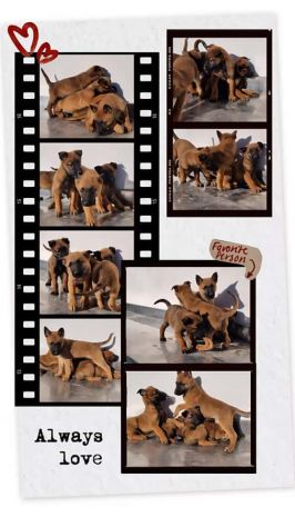 Cucciolata Pastore Belga Malinois. Cuccioli a domicilio in Campania.