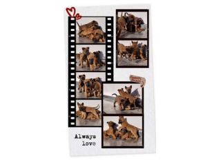 Cucciolata Pastore Belga Malinois. Cuccioli a domicilio in Campania.