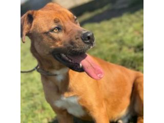 GHOST STUPENDO SIMIL BOXER CANE IN ADOZIONE