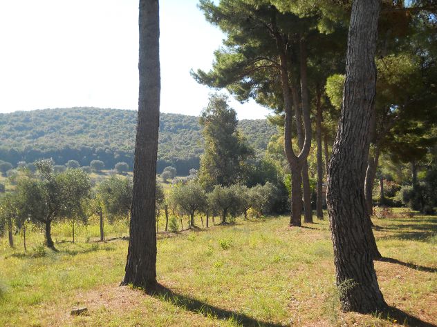 Pineta mq 4.000 Piombino (li) a 2 km da Baratti
