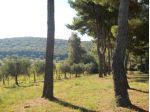 Pineta mq 4.000 Piombino (li) a 2 km da Baratti