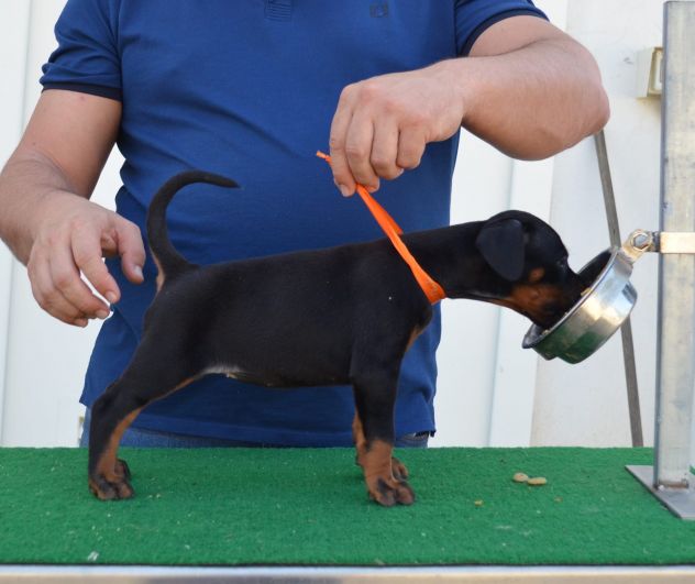cuccioli di dobermann di altissima genealogia - Foto 6
