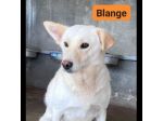 UN'OPPORTUNITA' ANCHE PER BLANGE, CAGNOLINA IN ADOZIONE
