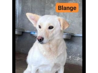 UN'OPPORTUNITA' ANCHE PER BLANGE, CAGNOLINA IN ADOZIONE