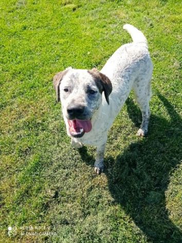CUCCIOLONE IN ADOZIONE: JAGO - Foto 6