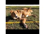 GAETANO mix border collie, meraviglioso amore, cagnolino in adozione