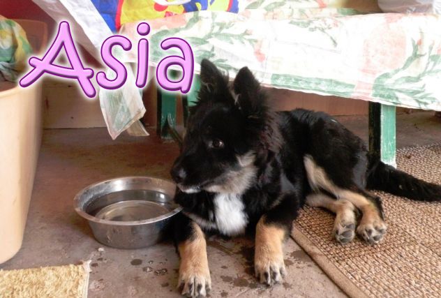 ASIA, stupenda lupetta di 5 mesi - Foto 3