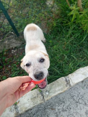 Maia cucciola - Foto 2