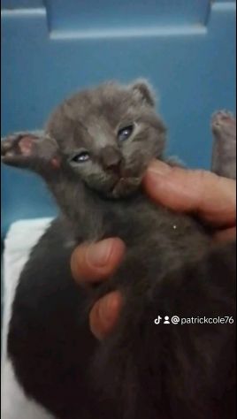 Cuccioli di CERTOSINO PURISSIMI - Foto 3