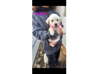 Simil Labrador in adozione