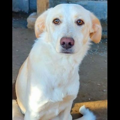 VERONIQUE UN VERO TESORO CAGNOLINA IN ADOZIONE