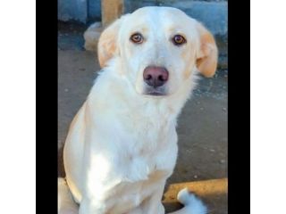 VERONIQUE UN VERO TESORO CAGNOLINA IN ADOZIONE