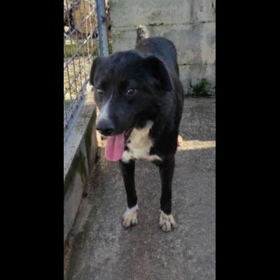 BENNY TENERO E AFFETTUOSO, CAGNOLINO IN ADOZIONE - Foto 2