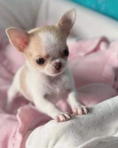 CHIHUAHUA TOY CUCCIOLI- PAGAMENTO DILAZIONATO