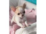CHIHUAHUA TOY CUCCIOLI- PAGAMENTO DILAZIONATO