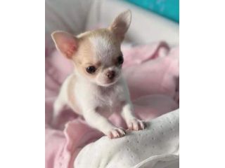 CHIHUAHUA TOY CUCCIOLI- PAGAMENTO DILAZIONATO
