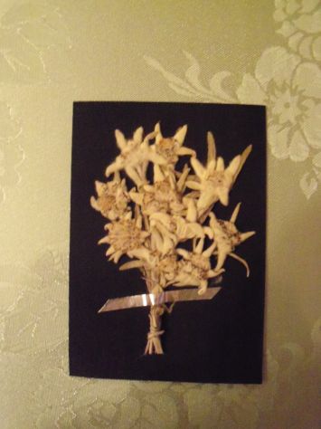 Stelle alpine in mazzetto - Foto 2