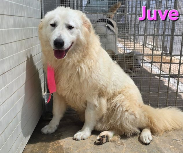 JUVE - Foto 4