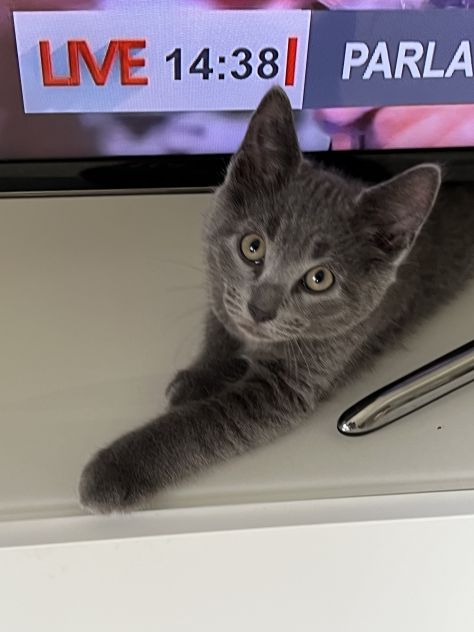 Gattino Certosino Tip. - Foto 4