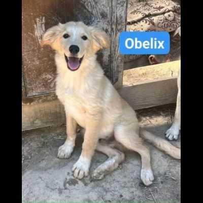 CUCCIOLI IN ADOZIONE - Foto 7