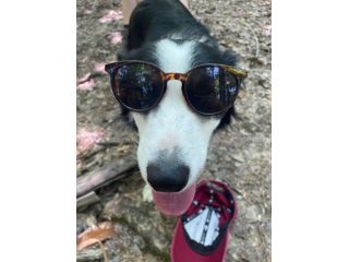 regalo border collie 5 anni