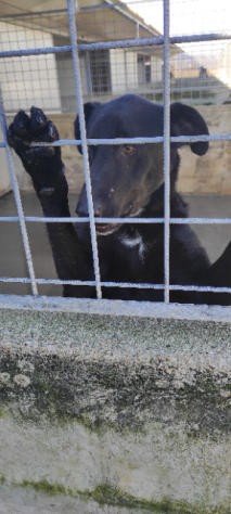 CANE IN ADOZIONE: ARON - Foto 7