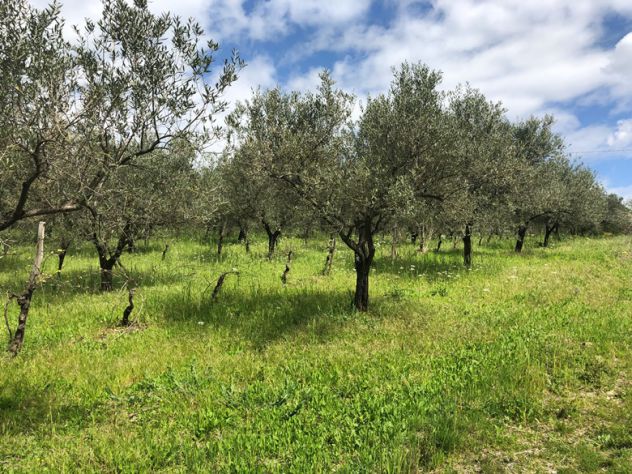 Roccadaspide loc. Fonte terreno agricolo - Foto 4