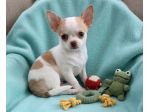CHIHUAHUA TOY CUCCIOLI -  pag dilazionato