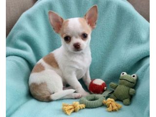CHIHUAHUA TOY CUCCIOLI -  pag dilazionato