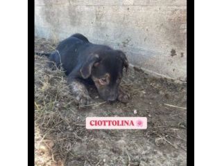 BETTY FRED BARNEY WILMA CIOTTOLINA TENERISSIMI CUCCIOLI IN ADOZIONE