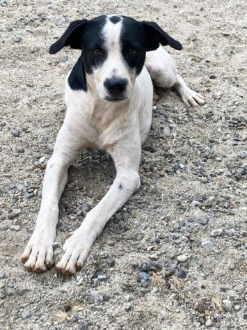 Charlie cucciolone simil border collie - Foto 3