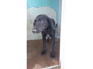 SPERANZA, tenera cagnolina in cerca d'amore