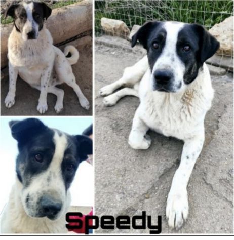 Speedy un cucciolone da sogno non ha ancora trovato casa