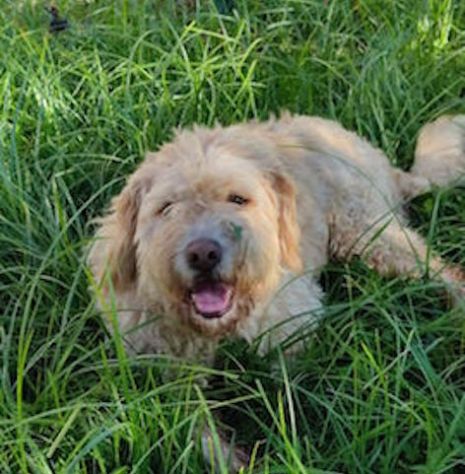 Trullo lagotto - Foto 5