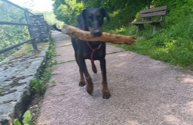 Cedo dobermann femmina