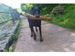 Cedo dobermann femmina