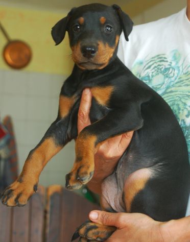 Dobermann cuccioli - Foto 3
