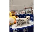 Maltesi TOY &amp; MINI TOY Maschi e Femmine