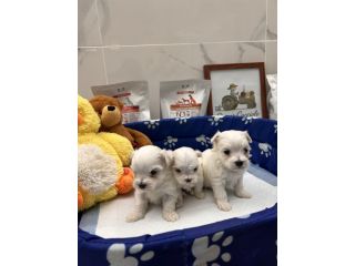 Maltesi TOY & MINI TOY Maschi e Femmine