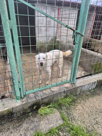 LUCA 7 ANNI SIMIL PASTORE SVIZZERO - Foto 5