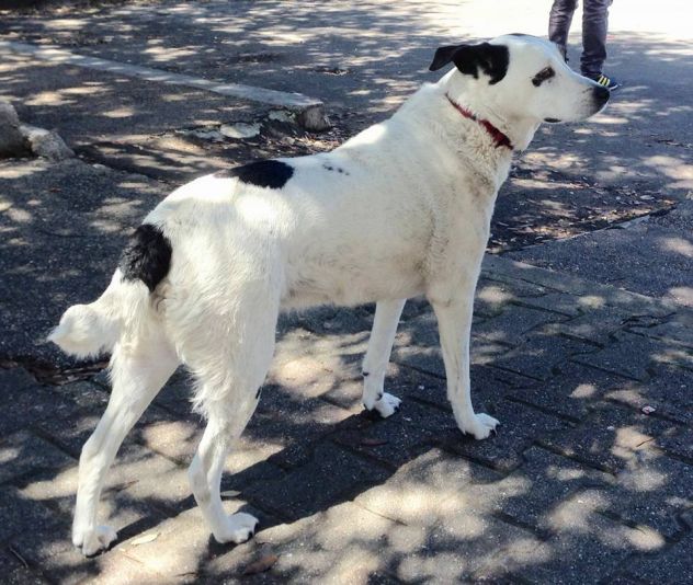 PERRY, adozione urgente per questa cagnolina - Foto 4