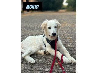 Magnifico cucciolo taglia grande