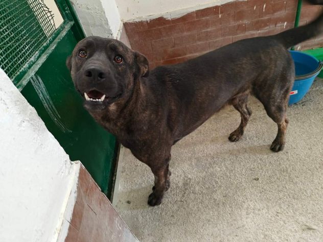 AMOS GIOVANE BELLO GIOCHERELLONE CAGNOLINO IN ADOZIONE - Foto 2