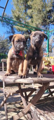 Allevamento e Cuccioli Malinois a Taranto - Foto 3