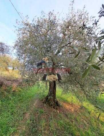 Bagnoregio (Civita di Bagnoregio) - Vendesi casale da ristrutturare con terreno in un bel contesto di campagna. - Foto 9