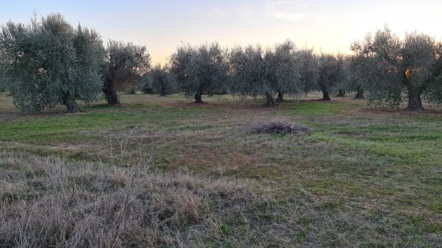 Rif. 02T Bernalda-Azienda agricola in vendita - Foto 4