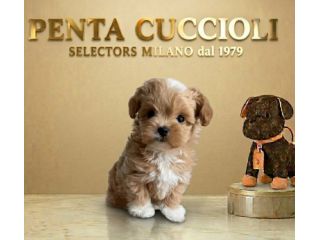 Maltipoo & Maltipo cuccioli da 40 euro al mese